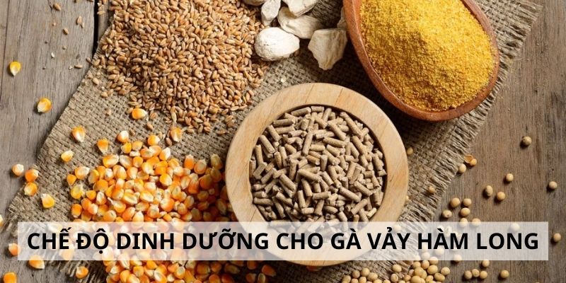 Vảy Hàm Long - 3 Lý Do Nên Chọn Gà Hàm Long Khi Đấu Kê 4 Chế độ dinh dưỡng dành cho gà hàm long