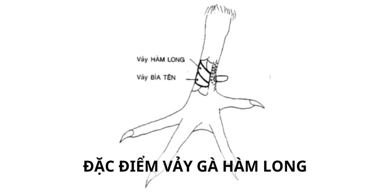 Vảy Hàm Long - 3 Lý Do Nên Chọn Gà Hàm Long Khi Đấu Kê 2 Đặc điểm nhận dạng vảy hàm long