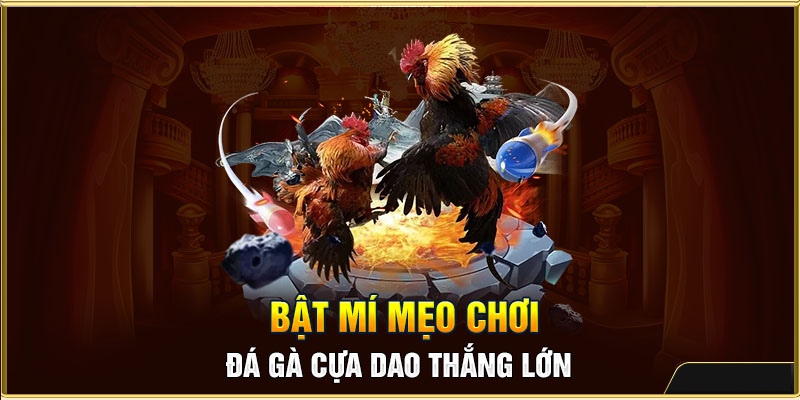 Cá Cược Đá Gà Cựa Dao: Tổng Hợp Thông Tin Từ A - Z 6 Mẹo chơi đá gà cựa dao dành chiến thắng